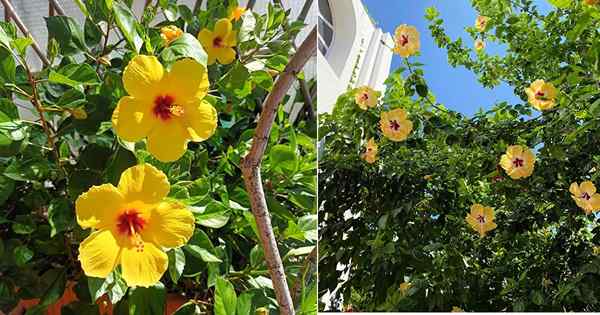 Flor de estado de Hawai y cómo cultivarla