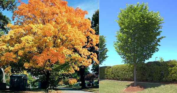 State Tree of Massachusetts i jak je rozwijać
