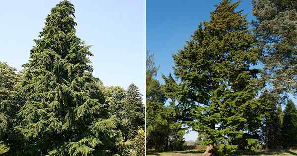 Árbol de estado de Washington y cómo cultivarlo
