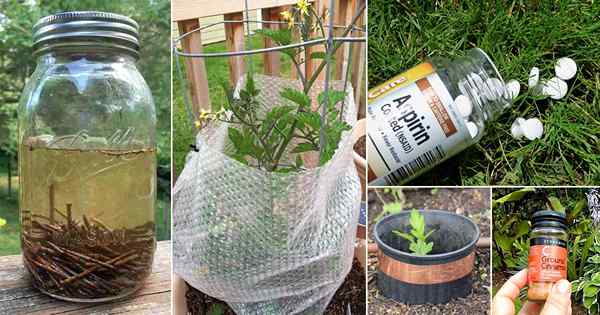 Des moyens étranges d'utiliser 45 choses ménagères les plus courantes dans votre jardin!