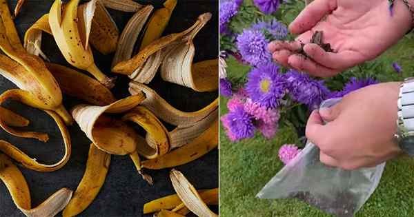 Super rapide Recette d'engrais en poudre de bite à banane pour plus de fleurs