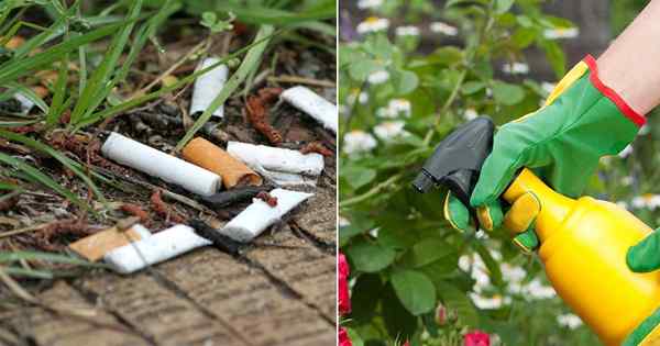 Tabak verwendet im Garten | Wie nur eine Zigarette von Tabak für Pflanzen nützlich ist