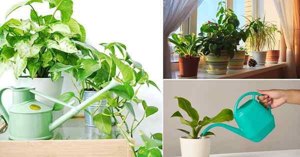 Arroser les plantes intérieures | Comment arroser des plantes d'intérieur