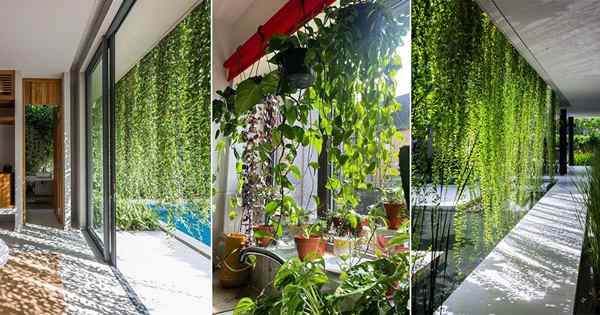 ¿Qué es una cortina verde? Cómo cultivar una cortina viva de la planta