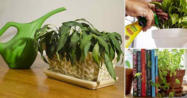 Tu planta interior favorita muriendo? 15 problemas de planta de interior que matan las plantas de interior