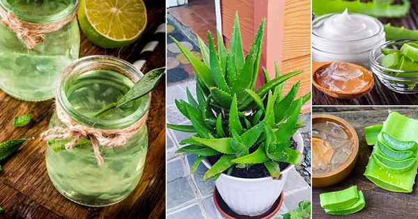 10 Increíbles beneficios de Aloe Vera probados en los estudios