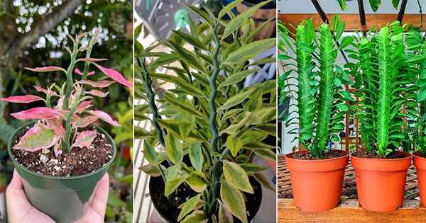 10 lindos tipos de plantas de espinha dorsal do diabo