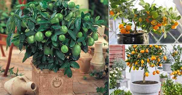 10 pohon jeruk terbaik untuk wadah (tumbuh jeruk dalam pot)