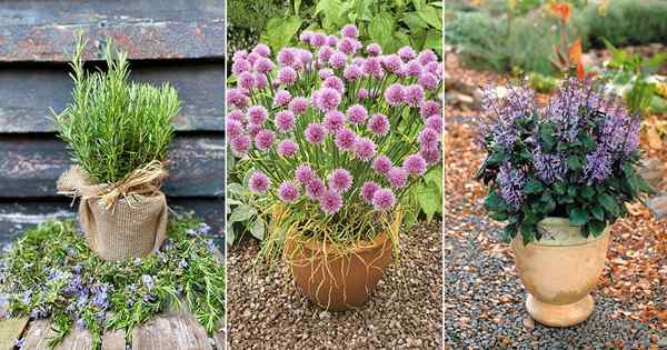 10 melhores plantas fumegantes para crescer em casa e jardim