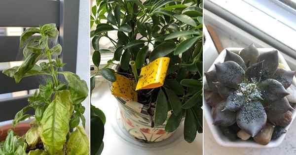 10 Gemeinsame Zimmerpflanzenschädlinge und wie man sie loswerden