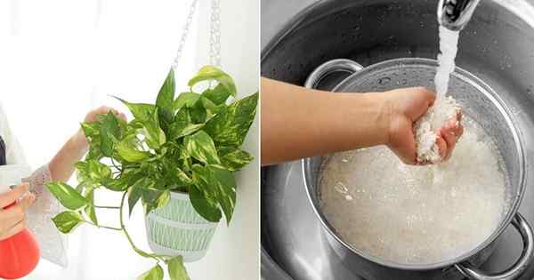 10 engrais faits maison bricolage pour la plante de Pothos