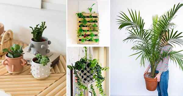 10 ideas de decoración del hogar sin dinero con plantas de interior