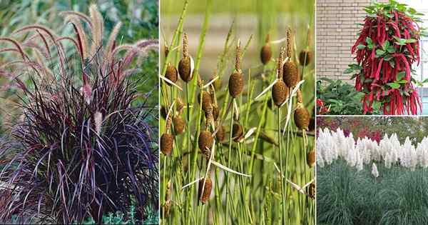 10 roślin, które wyglądają jak roślina cattail