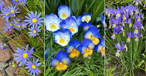 11 mejores flores azules y amarillas