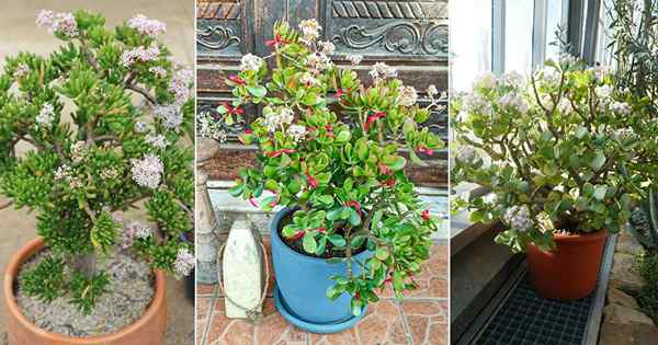 11 diferentes tipos de plantas de jade que florecen