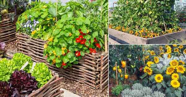 11 Blütepflanzen, die Sie in einem Gemüsegarten pflanzen sollten