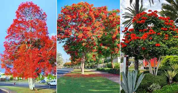 11 rodzajów drzew płomienia | Drzewa nazywane drzewami płomieniowymi