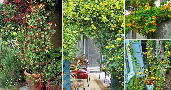 12 belles vignes et grimpeurs avec des fleurs jaunes