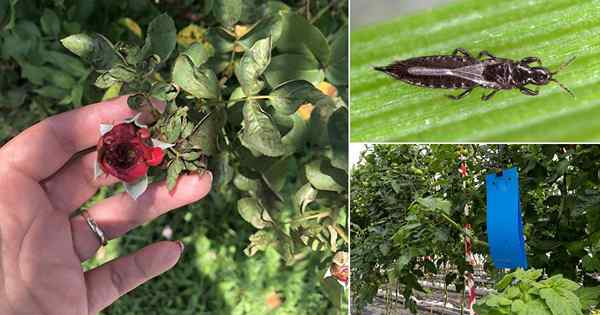 12 Beste Möglichkeiten, Thrips leicht loszuwerden