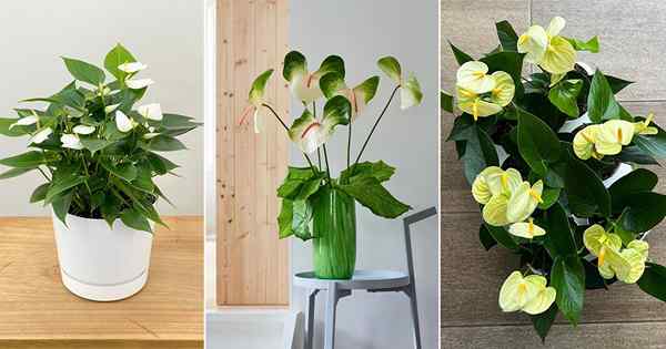 12 Beste weiße Anthurium -Sorten