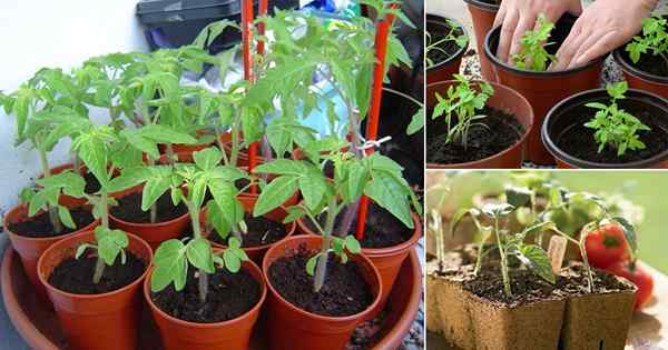 12 helah cemerlang untuk tomato yang semakin meningkat dari biji