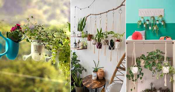 12 hacks pour accrocher les plantes sans endommager votre plafond ou votre mur