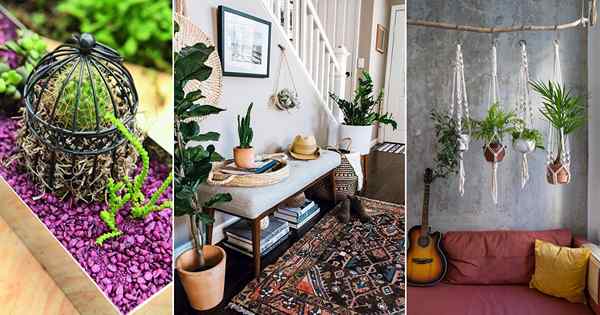 12 Secrets des stylistes de plantes pour concevoir votre maison avec des plantes