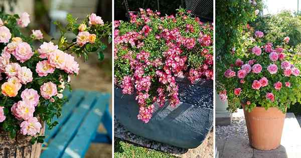 12 plus petites variétés de roses pour les conteneurs