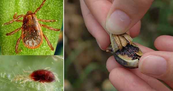 12 pequenos insetos pretos que se parecem com sementes de papoula