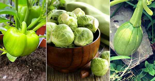 13 najlepszych okrągłych zielonych warzyw do uprawy w garnkach i ogrodu