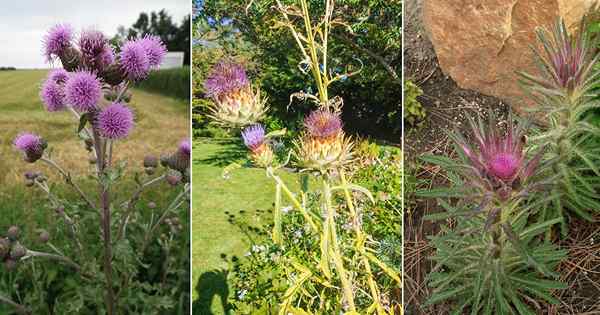 13 mauvaises herbes indigènes avec des chardons