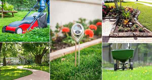 13 Super effektive Rasenpflege -Tipps für einen üppigen grünen Garten