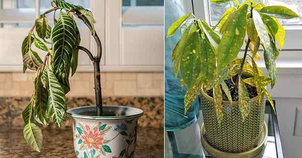 13 consejos principales sobre cómo revivir una planta de casa atrofiada