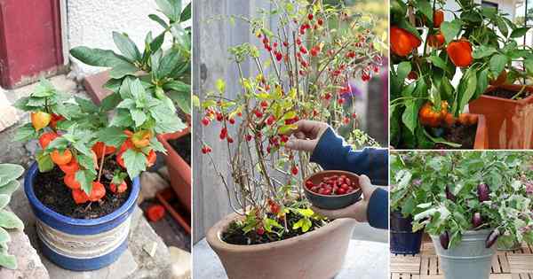 14 sayur -sayuran dan buah -buahan terbaik untuk tumbuh di dalam periuk dan taman