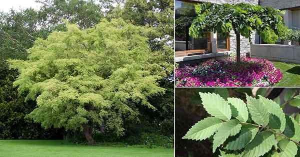 14 Beste Arten von Elmenbäumen | ELM -Baumidentifikationshandbuch