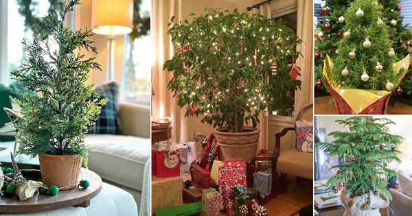 14 plantas de interior que pueden usarse como alternativas de árbol de Navidad
