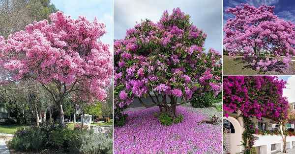 14 schönste rosa blühende Bäume in Florida