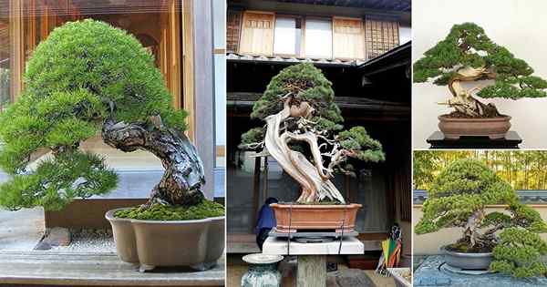 14 árvores de bonsai mais antigas do mundo