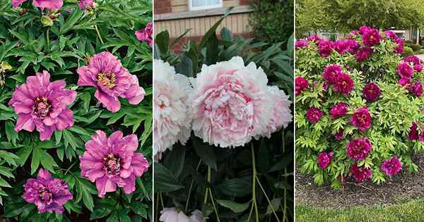 15 beaux types de variétés de pivoine violettes