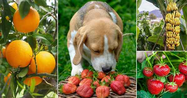 15 mejores frutas que los perros pueden comer | ¿Pueden los perros comer frutas?