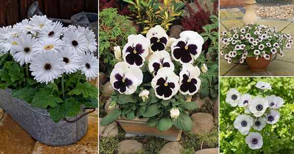 15 meilleures fleurs blanches avec centre noir