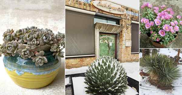 15 plantes succulentes rustiques froides pour les hivers