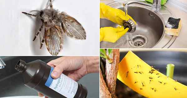 15 façons de se débarrasser des mouches de drain | Comment tuer les moucherons de drainage