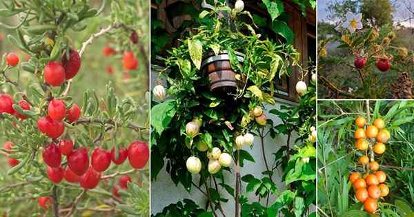 15 malezas que parecen plantas de tomate