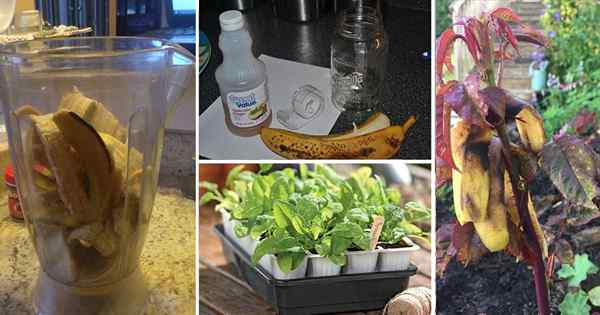 16 Banana Peel utilise dans le jardin que vous devriez essayer une fois