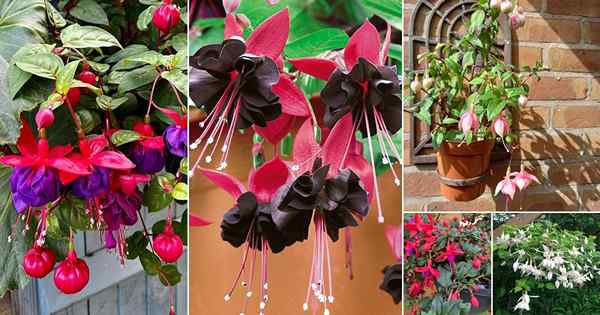 16 jenis fuchsia terbaik untuk menggantung bakul dan periuk