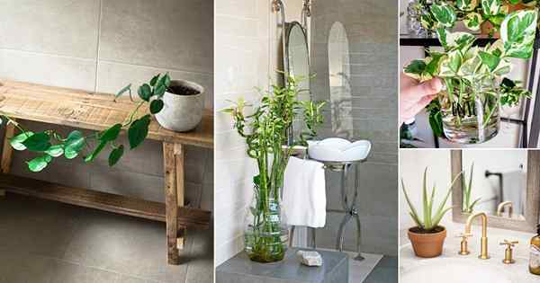 16 mejores plantas para el baño sin ventanas