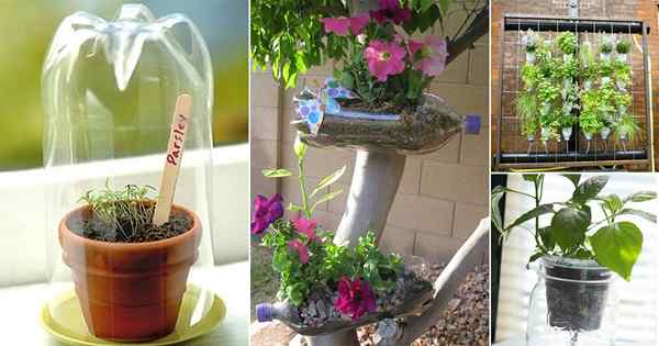 16 Coisas geniais para fazer no jardim com garrafas de refrigerante | Idéias de garrafas de plástico