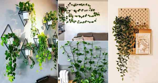 16 Petua Pintar Untuk Vine Trailing Houseplants Di Dinding