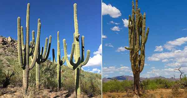 16 Faits de cactus Saguaro Souffle